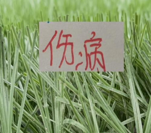 賽前發(fā)布！北京國安好消息塞鳥首發(fā)很大壞消息拉莫斯出場懸