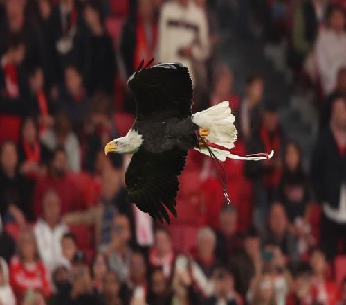 本菲卡官方：普雷斯蒂安尼已执行1场禁赛，还剩2场需执行