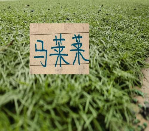 馬萊萊+斯坦丘沒來(lái)這算是北京國(guó)安好消息嗎