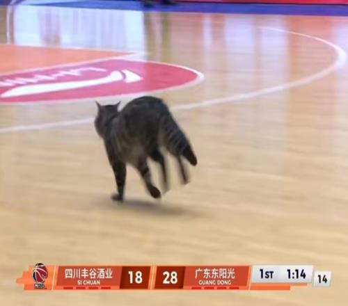 有趣！CBA賽場來了一個不速之客球迷：頭一回見