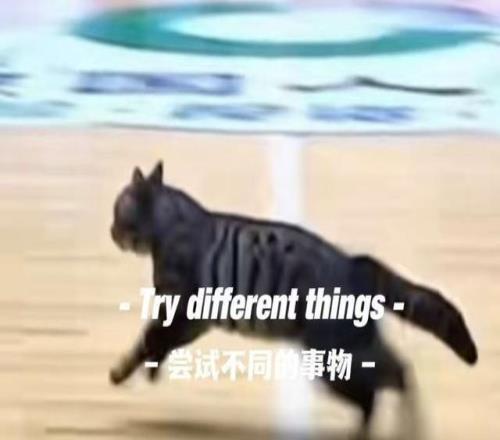 驚現哈基米！廣東四川CBA比賽中場地內跑進一只小貓