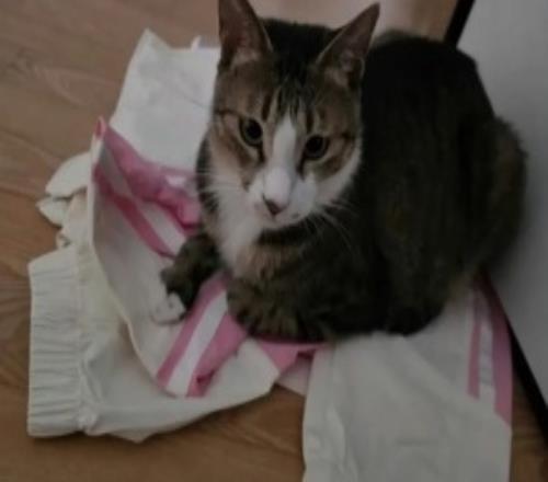 啥情況網(wǎng)友討論Viper韓國社媒運營賽后發(fā)圖不妥其寵物貓把BLG隊服踩在腳下