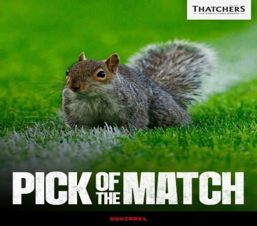 松鼠入場兩次英冠賽場歡樂不斷球迷齊聲歡呼_英超直播