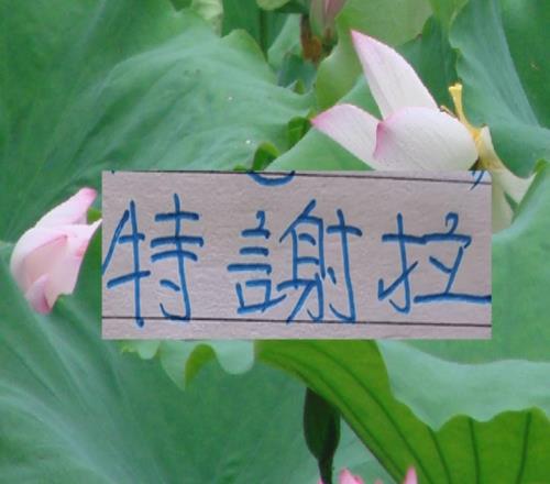 中超三大豪門(mén)嫡系愛(ài)將申花司機(jī)最喜特謝拉海港穆帥認(rèn)可加布里