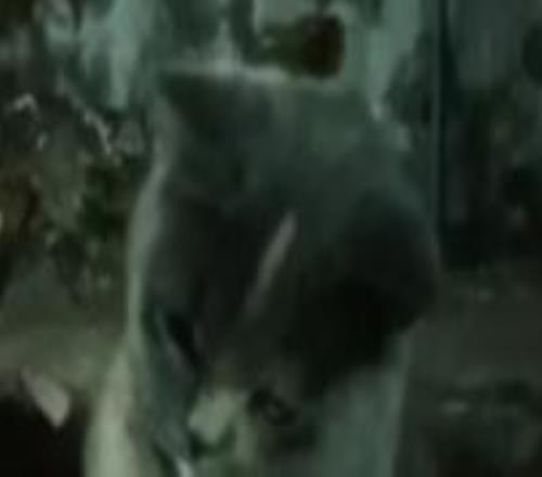 輸了！美國男籃首敗！懷斯曼9投砸出9分...