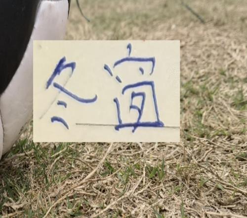 李金羽冬窗瘋狂“囤貨”又砸重金買了一個(gè)去年中超前3高端中衛(wèi)