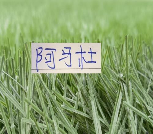 想不到！連阿馬杜離開申花都引起爭(zhēng)議期待他在重慶穿10號(hào)表現(xiàn)嗎