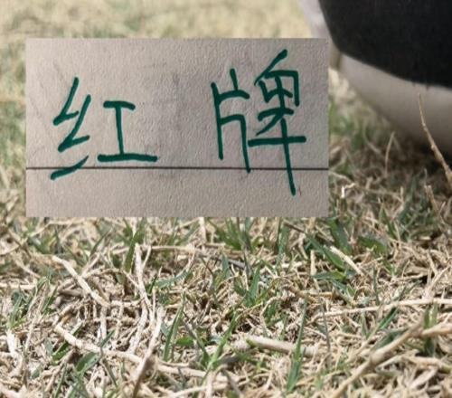 扯頭發(fā)+紅牌!在CCTV直播下重慶也成為中超丟球最少球隊(duì)之一