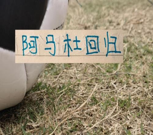 申花離開(kāi)外援也是香！阿馬杜跟馬萊萊不僅是隊(duì)長(zhǎng)狀態(tài)也回春了