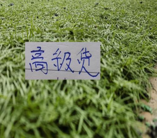 中超前7輪五大寶藏引援！領頭羊+有馬萊萊大連都成功撿漏