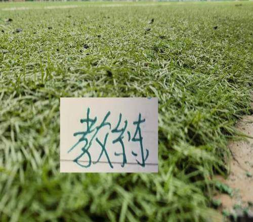 連續3年在申花身上拿分的深圳教練下課！下一位還能阻擊藍軍嗎
