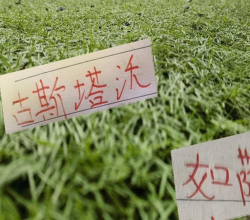半程下來！海港2024奪冠外援挺好用古斯塔沃進5球