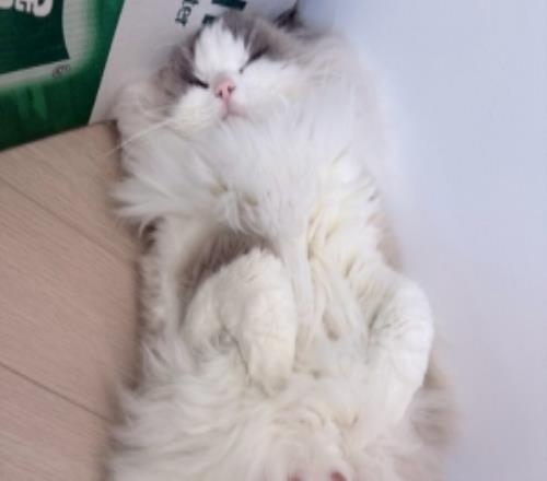 Crisp分享布偶貓照片：元宵節(jié)快樂