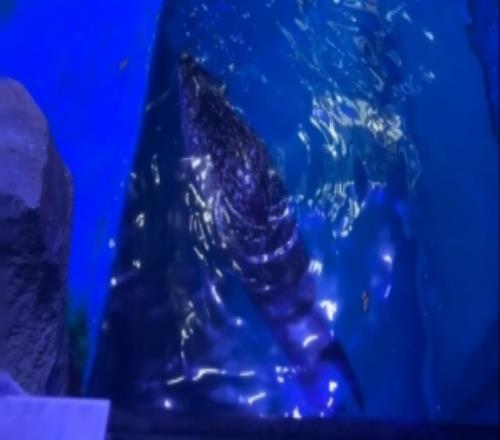 xun曬照分享生活動態：海豹