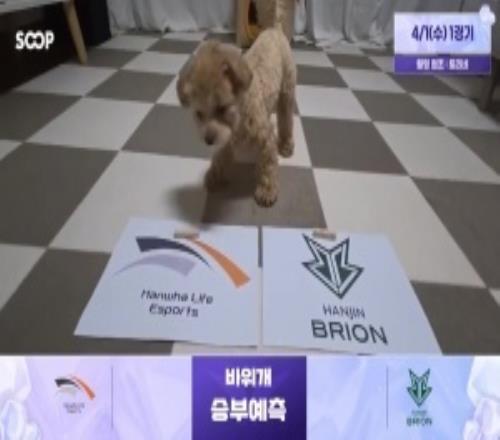 蟹哥被煮了嗎！LCK賽前狗狗預(yù)測：HLE勝BROT1勝KT