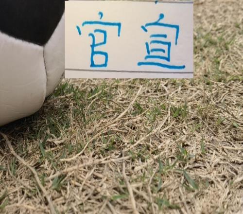 官宣！中超射手榜海報(bào)第一名是奧斯卡第二番位是申花拉唐