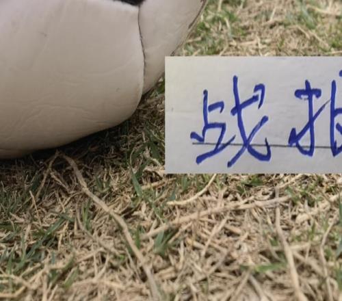 定了！中超第六輪官宣山東泰山跟海港都有CCTV直播