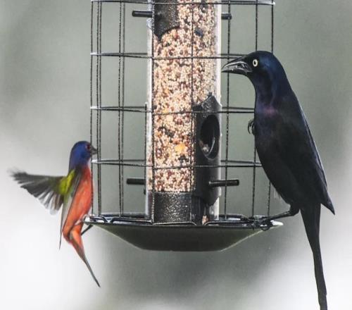 球员反悔、教练固执：美国大学体育的转会困局